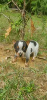 Beulah, a female Australian Cattle Dog for sale in Montezuma, IN – 5 of 5