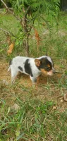 Beauty , a female Australian Cattle Dog for sale in Montezuma, IN – 3 of 4