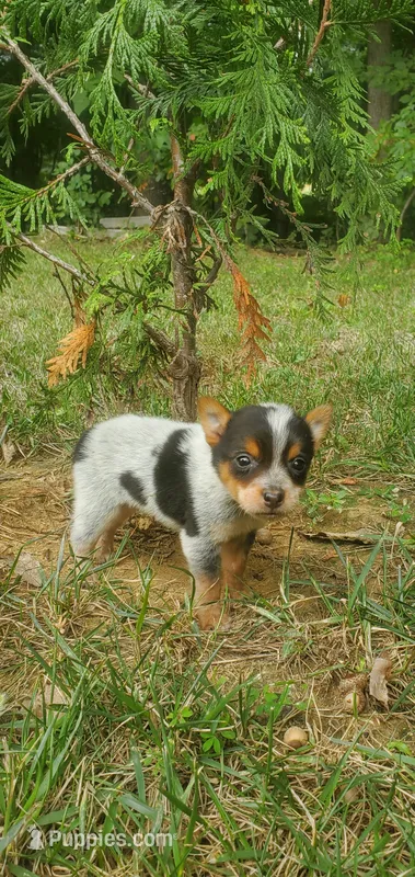 Beauty  – Australian Cattle Dog puppy for sale in Montezuma, IN