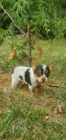 Beauty , a female Australian Cattle Dog for sale in Montezuma, IN – 1 of 4