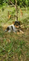 Champion, a male Australian Cattle Dog for sale in Montezuma, IN – 2 of 6