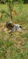 Champion, a male Australian Cattle Dog for sale in Montezuma, IN – 5 of 6