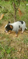 Beulah, a female Australian Cattle Dog for sale in Montezuma, IN – 2 of 5