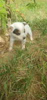 Rex, a male Australian Cattle Dog for sale in Montezuma, IN – 5 of 5