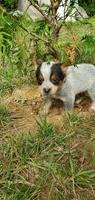 Rocky, a male Australian Cattle Dog for sale in Montezuma, IN – 3 of 5