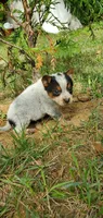 Rocky, a male Australian Cattle Dog for sale in Montezuma, IN – 4 of 5