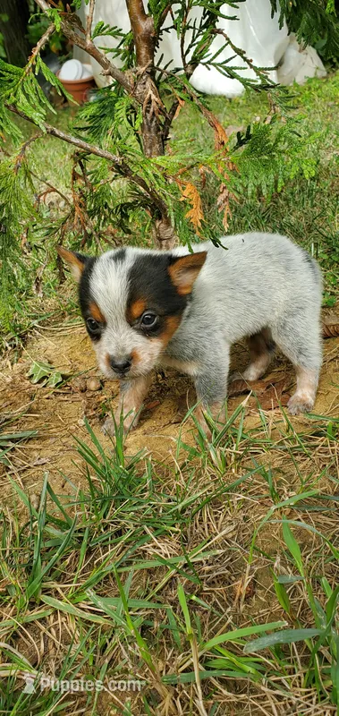 Rocky – Australian Cattle Dog puppy for sale in Montezuma, IN