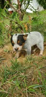 Rocky, a male Australian Cattle Dog for sale in Montezuma, IN – 1 of 5
