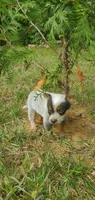 Jasper, a male Australian Cattle Dog for sale in Montezuma, IN – 5 of 5