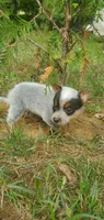 Jasper, a male Australian Cattle Dog for sale in Montezuma, IN – 2 of 5