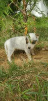 Rex, a male Australian Cattle Dog for sale in Montezuma, IN – 3 of 5