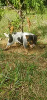 Champion, a male Australian Cattle Dog for sale in Montezuma, IN – 6 of 6