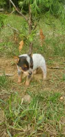 Beauty , a female Australian Cattle Dog for sale in Montezuma, IN – 2 of 4