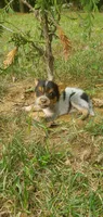 Champion, a male Australian Cattle Dog for sale in Montezuma, IN – 3 of 6