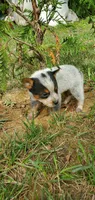 Rocky, a male Australian Cattle Dog for sale in Montezuma, IN – 2 of 5