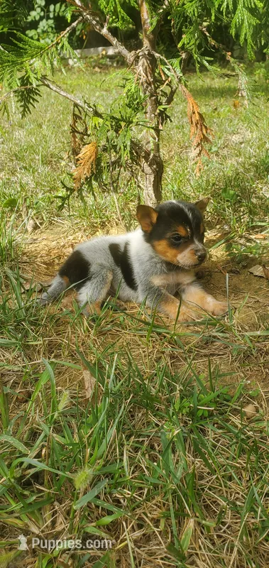 Champion – Australian Cattle Dog puppy for sale in Montezuma, IN
