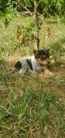 Champion, a male Australian Cattle Dog for sale in Montezuma, IN – 1 of 6