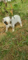 Rex, a male Australian Cattle Dog for sale in Montezuma, IN – 2 of 5