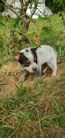 Rocky, a male Australian Cattle Dog for sale in Montezuma, IN – 5 of 5