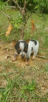 Beulah, a female Australian Cattle Dog for sale in Montezuma, IN – 3 of 5