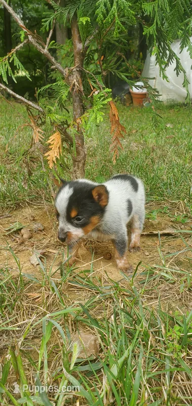 Beulah – Australian Cattle Dog puppy for sale in Montezuma, IN