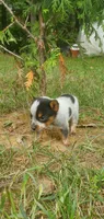 Beulah, a female Australian Cattle Dog for sale in Montezuma, IN – 1 of 5