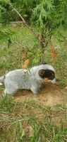 Jasper, a male Australian Cattle Dog for sale in Montezuma, IN – 3 of 5