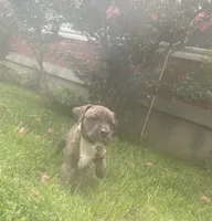 Coda, a male American Pit Bull Terrier for sale in Louisville, KY – 5 of 9