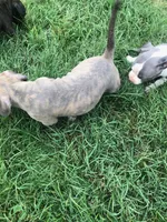 Iris, a female American Pit Bull Terrier for sale in Louisville, KY – 3 of 7