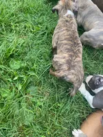 Coda, a male American Pit Bull Terrier for sale in Louisville, KY – 5 of 10