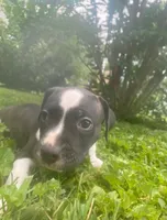 Orca, a male American Pit Bull Terrier for sale in Louisville, KY – 3 of 3