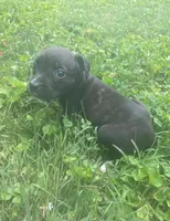 Ruby, a female American Pit Bull Terrier for sale in Louisville, KY – 3 of 4