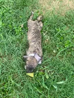 Coda, a male American Pit Bull Terrier for sale in Louisville, KY – 4 of 10