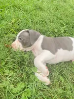 Hendrix, a male American Pit Bull Terrier for sale in Louisville, KY – 8 of 10