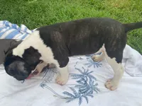 Orca, a male American Pit Bull Terrier for sale in Louisville, KY – 2 of 5