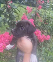 Ruby, a female American Pit Bull Terrier for sale in Louisville, KY – 1 of 4