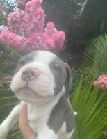 Chuck, a male American Pit Bull Terrier for sale in Louisville, KY – 2 of 6