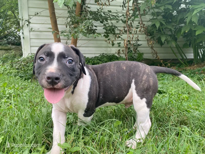 Orca – American Pit Bull Terrier puppy for sale in Louisville, KY