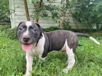 Orca, a male American Pit Bull Terrier for sale in Louisville, KY – 1 of 5