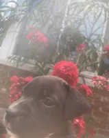 Ruby, a female American Pit Bull Terrier for sale in Louisville, KY – 2 of 4