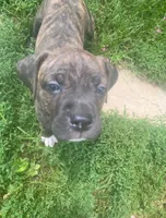 Coda, a male American Pit Bull Terrier for sale in Louisville, KY – 6 of 9