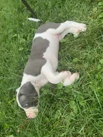 Hendrix, a male American Pit Bull Terrier for sale in Louisville, KY – 9 of 10