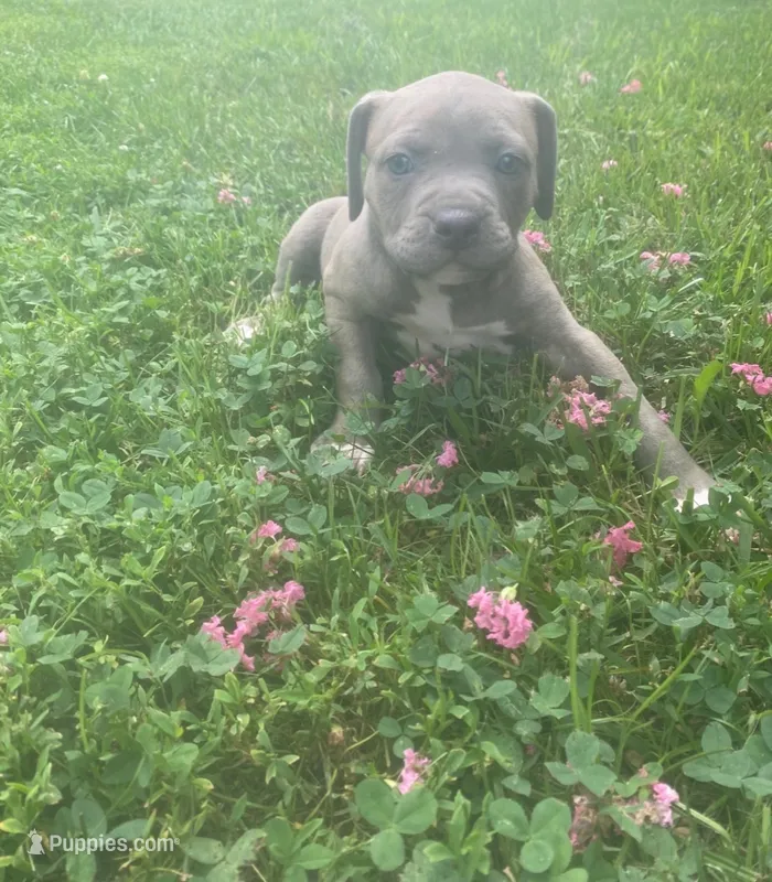 Iris – American Pit Bull Terrier puppy for sale in Louisville, KY