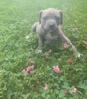 Iris, a female American Pit Bull Terrier for sale in Louisville, KY – 1 of 4
