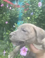 Lola, a female American Pit Bull Terrier for sale in Louisville, KY – 2 of 4