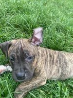 Coda, a male American Pit Bull Terrier for sale in Louisville, KY – 2 of 10
