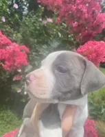 Hendrix, a male American Pit Bull Terrier for sale in Louisville, KY – 2 of 3