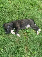 Ruby, a female American Pit Bull Terrier for sale in Louisville, KY – 3 of 8