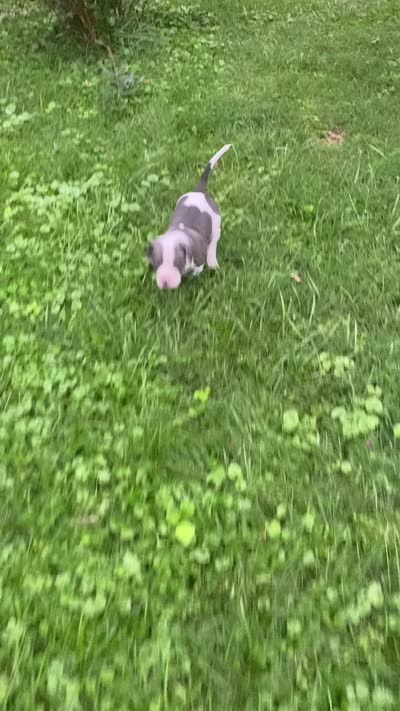Hendrix, a male American Pit Bull Terrier for sale in Louisville, KY – 10 of 10