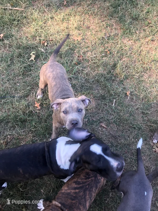 Iris – American Pit Bull Terrier puppy for sale in Louisville, KY